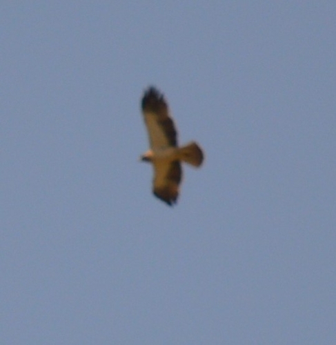 Avistamiento Aguila calzada