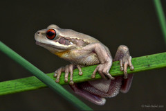 Montevideo Tree Frog photo 4