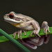Montevideo Tree Frog - Photo (c) Pablo Chafrat, some rights reserved (CC BY-NC), uploaded by Pablo Chafrat