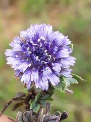Globularia