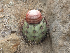 Melocactus peruvianus