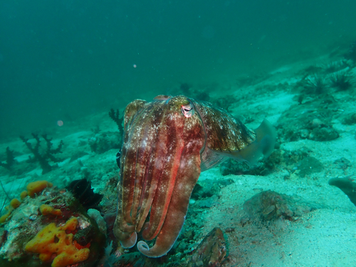 Acanthosepion pharaonis