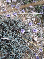 Globularia