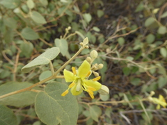 Capparicordis crotonoides