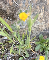 Acmispon brachycarpus