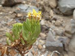 Trixis cacalioides