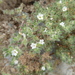 Tiquilia paronychioides - Photo (c) danplant, some rights reserved (CC BY-NC), uploaded by danplant