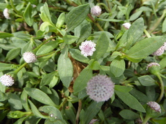 Spilanthes leiocarpa