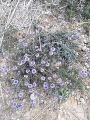 Globularia