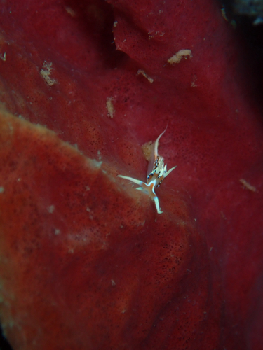 Caloria indica