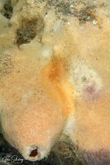 Cestoplana