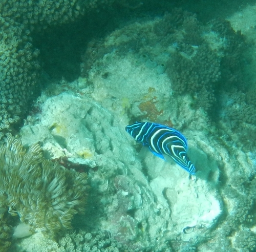 Pomacanthus semicirculatus