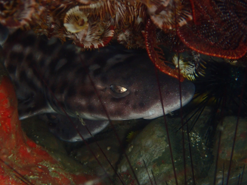 Atelomycterus marmoratus