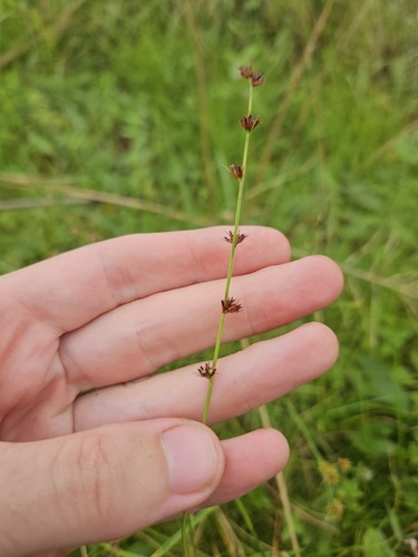 Scleria hirtella, 2026-04-24