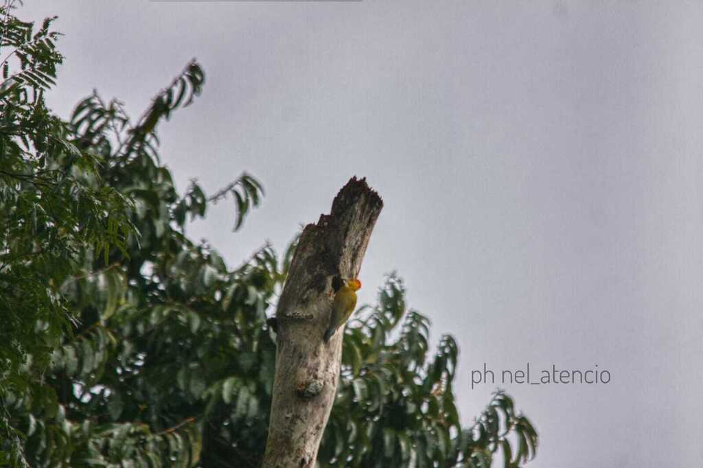 Yellow-faced Woodpecker