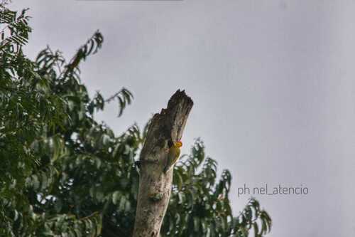 Yellow-faced Woodpecker