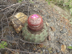 Melocactus peruvianus