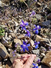 Delphinium scaposum