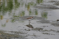 Charadrius javanicus