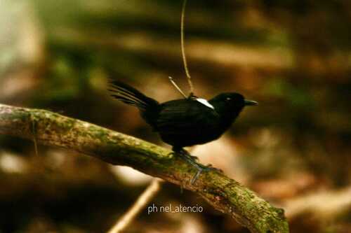 East Amazonian Fire-eye (Pyriglena leuconota)