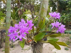 Guarianthe