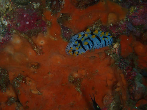 Phyllidia marindica