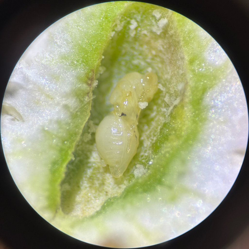 Eurytoma antistrophi