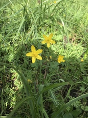 Ranunculus occidentalis occidentalis