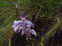Lobelia camporum