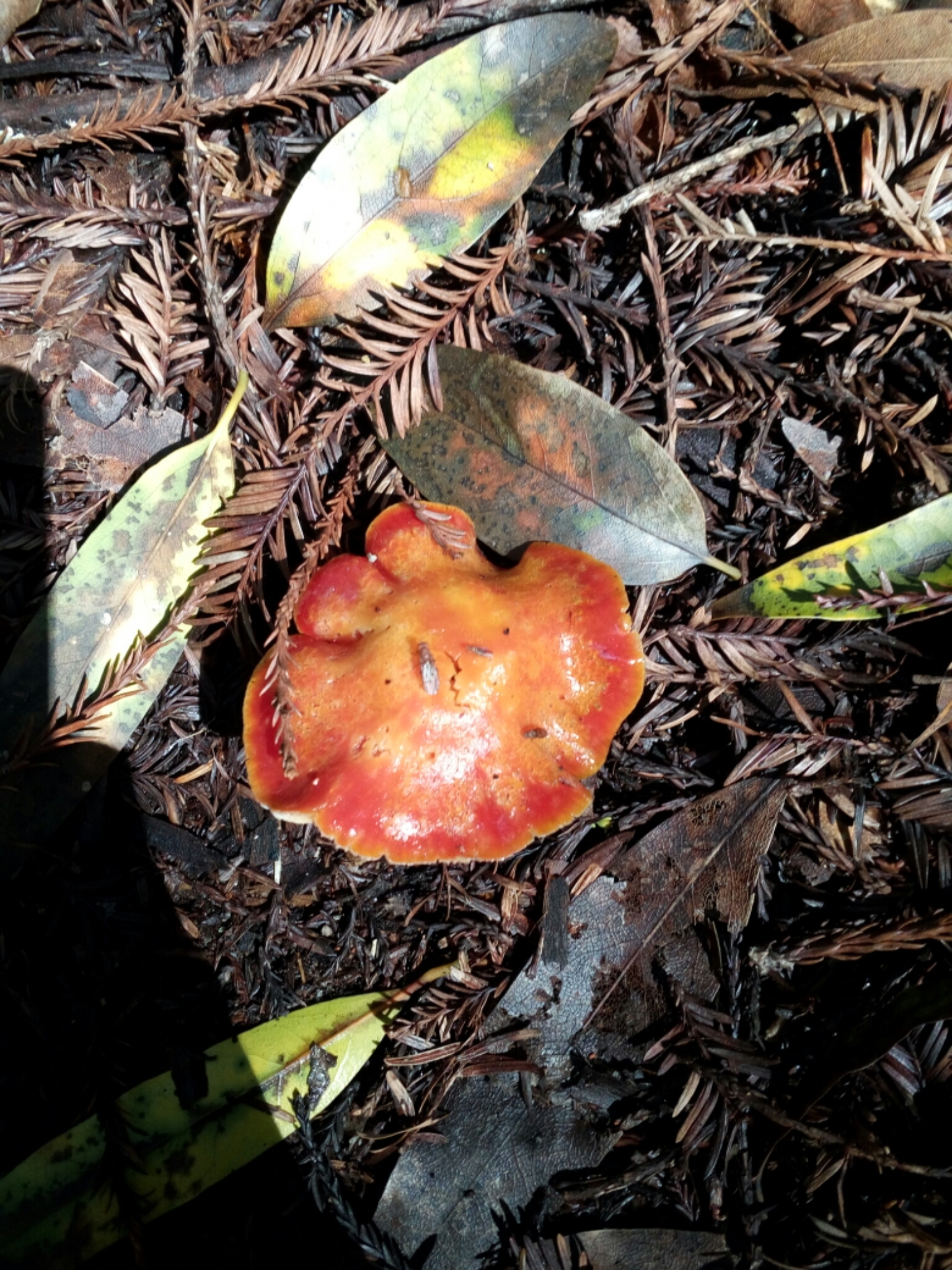 Hygrocybe splendidissima image
