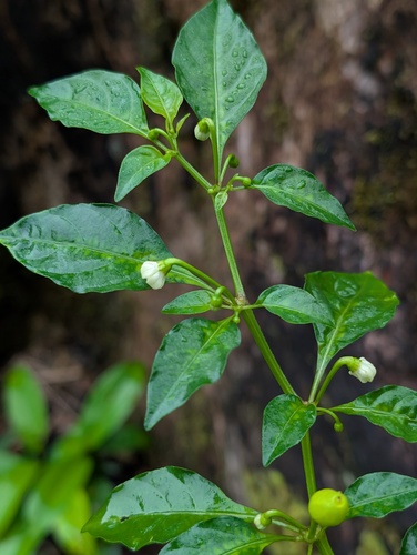 Capsicum chinense iNat (2)
