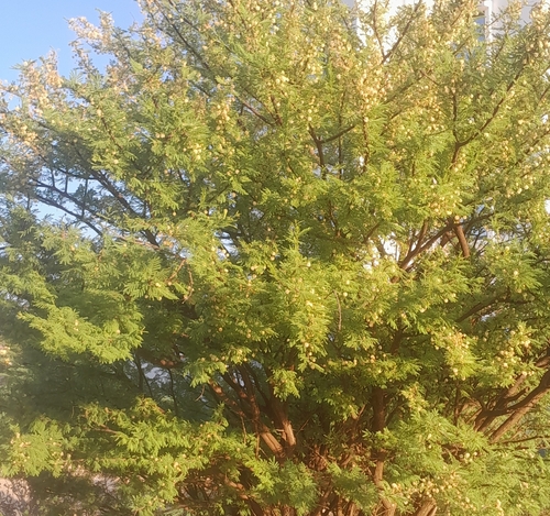 Vachellia etbaica