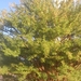 Acacia etbaica