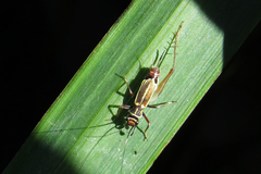 Phylloscyrtus amoenus