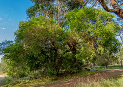 Acacia mucronata longifolia