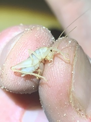 Ceuthophilus fossor