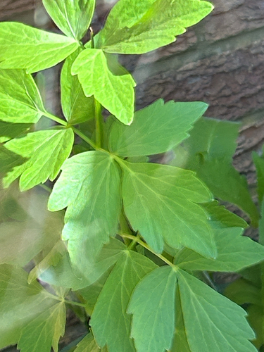 Levisticum officinale, photograph 2