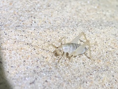 Ceuthophilus fossor