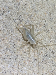 Ceuthophilus fossor