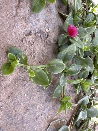 heart-leaf ice plant
