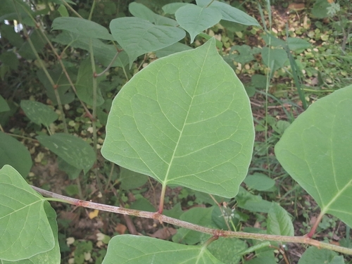 Japanese knotweed