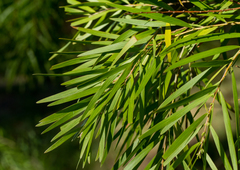 Acacia mucronata longifolia