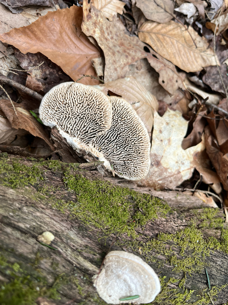 Fomitopsis quercina · April 2026 · photo: © bugbaer (iNaturalist, cc-by)