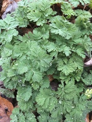 Dicentra cucullaria