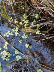 Hydrocotyle sulcata