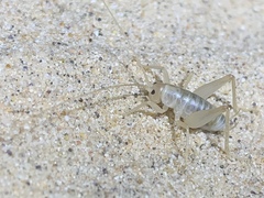 Ceuthophilus fossor