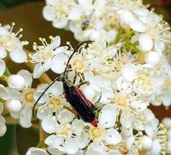 Pseudostrangalia cruentata