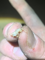 Ceuthophilus fossor
