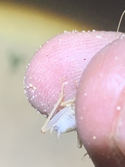 Ceuthophilus fossor