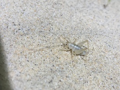 Ceuthophilus fossor
